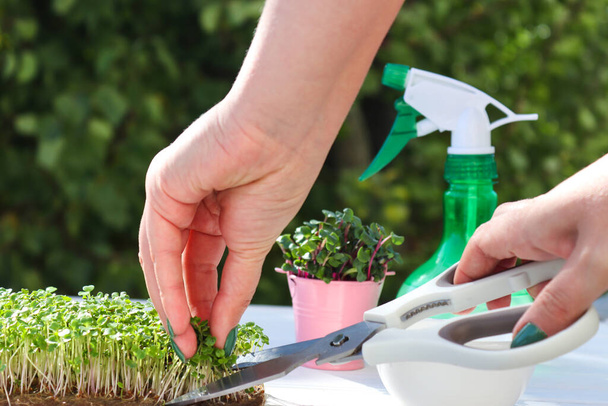 Female hand cutting mustard microgreens with scissors. Gardening microgreens at home. Healthy food, vegan food dieting concept - Zdjęcie, obraz