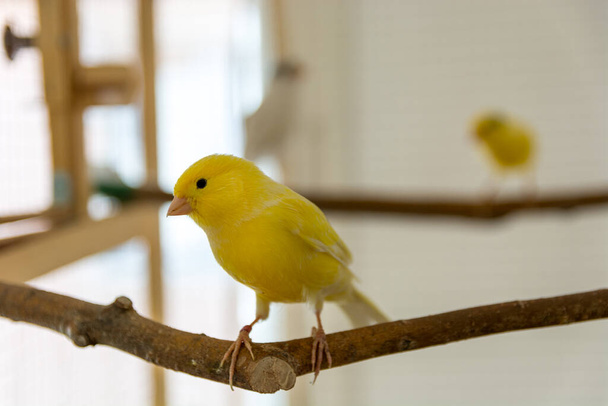 Cute canary bird stands on perch and looks at camera. Pet and animal concept. Close up, selective focus and copy space - Photo, Image