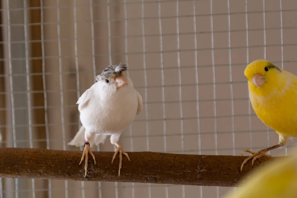 Забавная белая птица с гребнем канарейки стоит дома на насесте в клетке. Концепция домашних животных и животных. Закрыть, сфокусировать и скопировать пространство - Фото, изображение