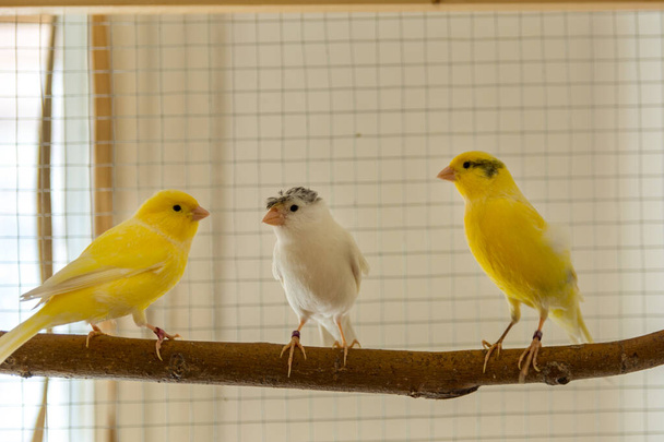 Cute żółty i biały kanarek ptaki stoją na okoniu w klatce w domu. Koncepcja zwierzęca i zwierzęca. Zbliżenie, wybiórcze skupienie - Zdjęcie, obraz
