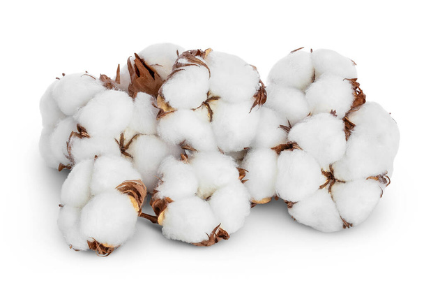 Cotton plant flower isolated on white background with clipping path and full depth of field - Photo, Image