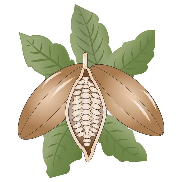 Illustration vectorielle de cacao pour brochures et publicités - Vecteur, image