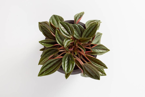 Peperomia caperata rosso plants with beautiful leaves texture isolated on white background, potted plant - Foto, Bild