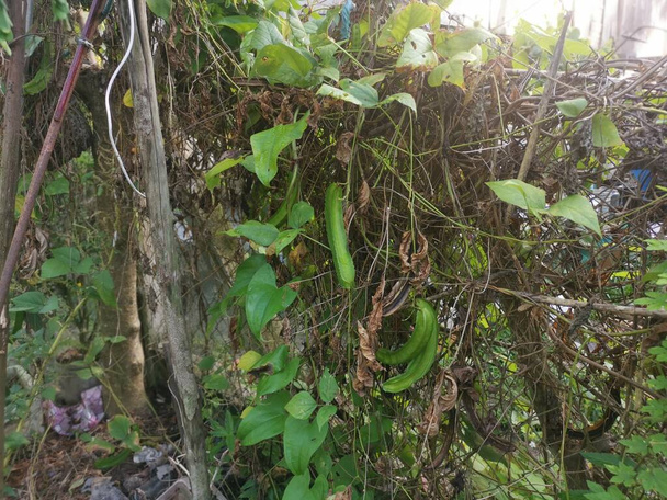 arrampicata fagiolo verde a quattro angoli sulla recinzione - Foto, immagini