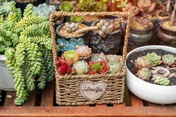 piante grasse di cactus in un cestino per fioriere - Foto, immagini