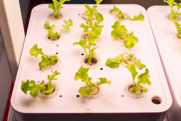 Organic hydroponic vegetable grow with LED Light Indoor farm,Agriculture Technology - Valokuva, kuva
