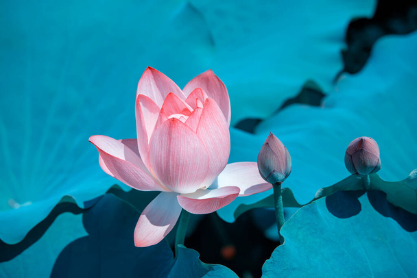 Lotusblume blüht im Sommerteich mit grünen Blättern als Hintergrund - Foto, Bild