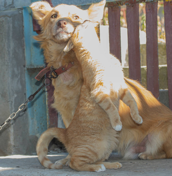 a cat rubs its head against the muzzle of a tied dog - Photo, Image