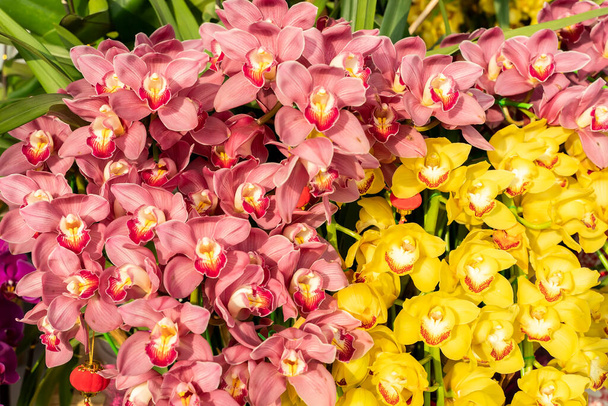 Virágok gyönyörű orchidea phalaenopsis a kertben - Fotó, kép