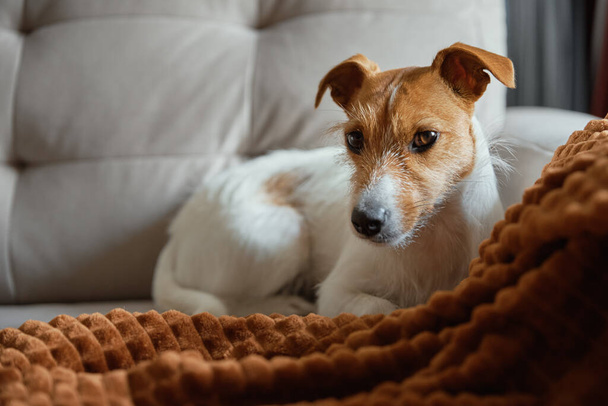 Dog resting at sofa under blanket - Photo, image
