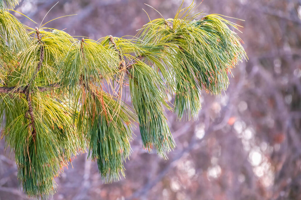 Cedar branches with long fluffy needles with a beautiful blurry background. Pinus sibirica, or Siberian pine. Pine branch with long and thin needles. The pine tree looks soft and fluffy. - 写真・画像