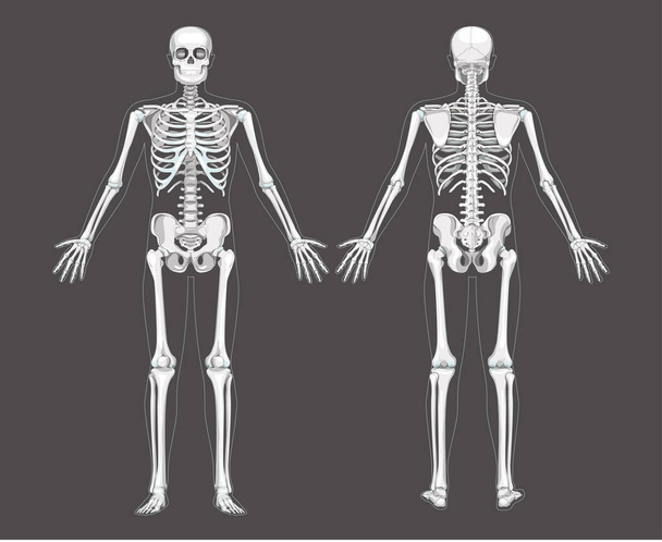 Set of Skeleton system Humans realistic diagram front back anterior posterior view. Flat grey scale colour Vector - Vector, Image