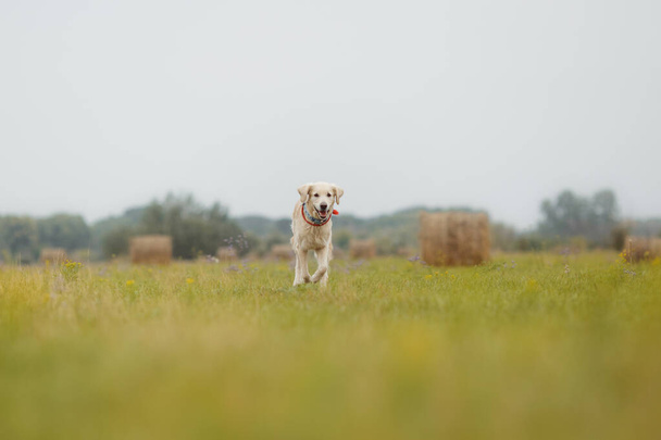 Golden retriever in het veld - Foto, afbeelding