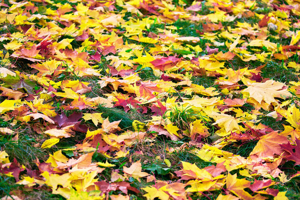 Umgestürzte Ahornblätter im Moskauer Park im Herbst  - Foto, Bild