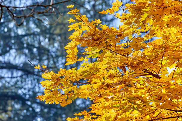 Корони дерев золотої кленової алеї в Московському парку восени.  - Фото, зображення
