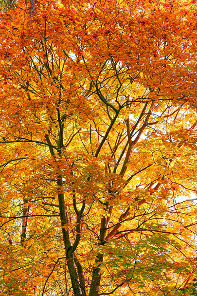 Coroas de árvore de árvore de ácer dourado beco no parque de Moscou no outono  - Foto, Imagem