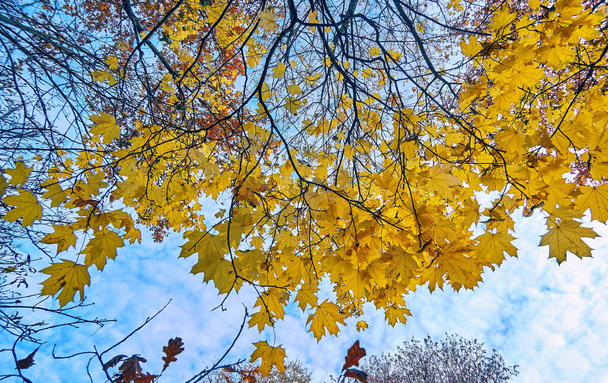 Δέντρα κορώνες από χρυσό σοκάκι σφενδάμου στο πάρκο της Μόσχας το φθινόπωρο  - Φωτογραφία, εικόνα