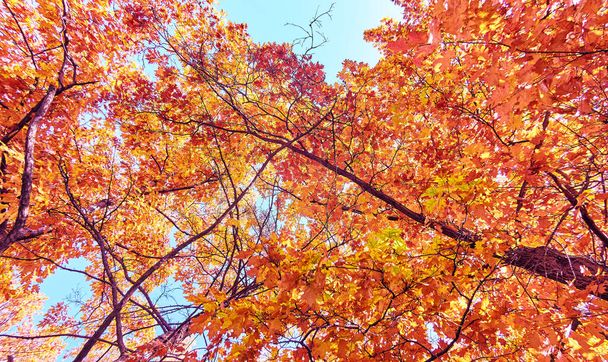 koruny zlatých javorových stromů v moskevském parku na podzim  - Fotografie, Obrázek