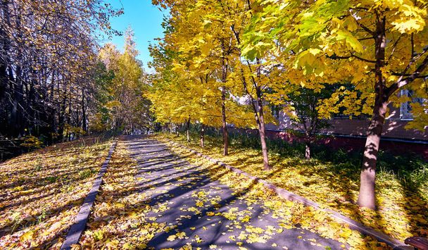 Long shadows in golden maple tree alley in Moscow park in autumn  - Photo, Image