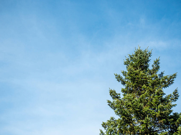 A beautiful shot of a pine tree and the clear blue sky in the background. - 写真・画像