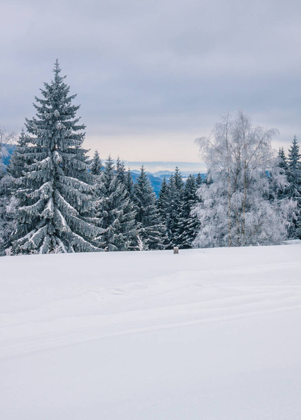 Kuuset lumen peitossa vuorella - Valokuva, kuva