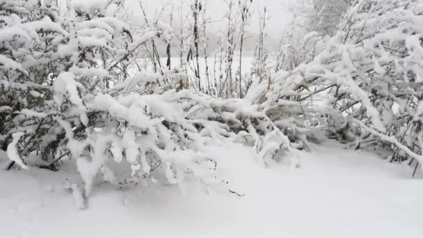 Lunta sataa. Lumen peittämiä pensaita lähikuvassa. Näkymä maaseudulle maisema. Vahva lumimyrsky, mikään ei näy läpi valkoinen verho ja sumu. Harmaa rauhallinen talvimaisema. Säämuutokset. - Materiaali, video