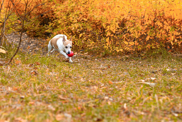 Jestem Jack Russell Terrier. Śmieszny piesek w parku w naturze. Zwierzęta domowe. - Zdjęcie, obraz