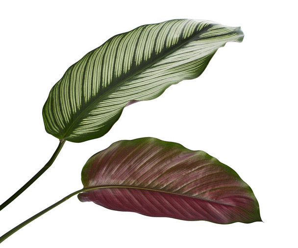 Calathea ornata (Pin-stripe Calathea) bladeren, Tropisch loof geïsoleerd op witte achtergrond, met clippad - Foto, afbeelding