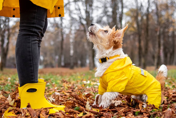 Sarı yağmurluklu Jack Russell Terrier parkta bir kızın önünde duruyor.. - Fotoğraf, Görsel