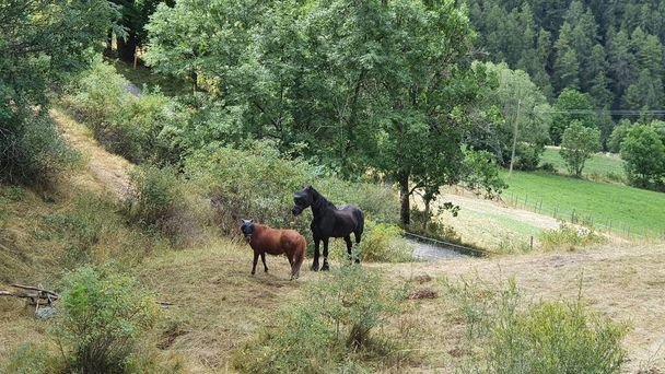 kaksi hevosta, joilla on hyttyskasvonaamio - Valokuva, kuva
