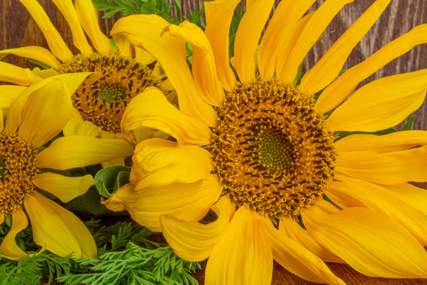 yellow, close-up, sunflower flowers with green leaves scattered on green grass, in front of a wooden background - Foto, Bild