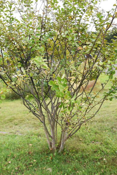 Raavi myrttimarjoja. Lythraceae lehtipuu on kukkia heinäkuusta syyskuuhun. - Valokuva, kuva