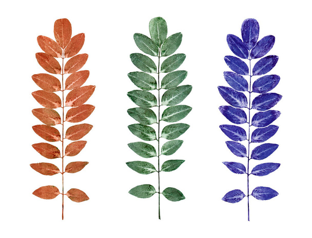 Sada různých barev podzimní vinné listy izolované na bílém. - Fotografie, Obrázek