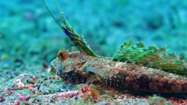 Dactylopus vulgaris commonly known as the Finger Dragon, is a species of marine fish in the family Callionymidae. The maximum body length is 30 cm. These are predatory fish. - Footage, Video