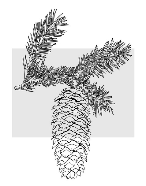 Imagem vetorial de um cone de árvore de Natal com ramos. Linha e preencher em um fundo cinza. - Vetor, Imagem