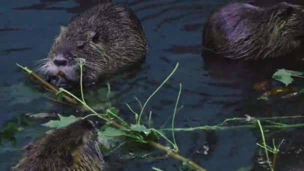Közelkép a vízben lévő tápanyagról. Zöld leveleket és faágakat esznek. - Felvétel, videó
