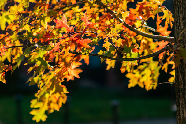 秋はカラフルな葉がバックライトで輝き、寒い季節には自然の美しい側面としてオレンジ、赤、黄色の色でインドの夏に葉の静脈を示します。 - 写真・画像