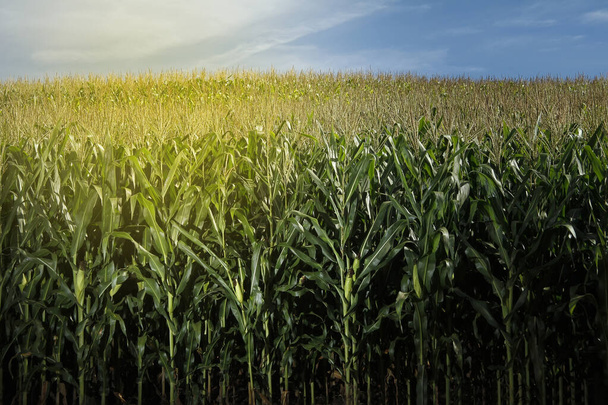 Päiväsadon näkymä maissi - maatalouden käsite - Valokuva, kuva