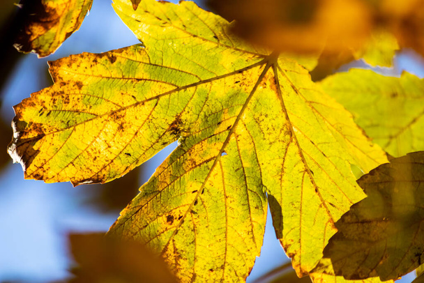 Kolorowe liście jesienią i jesienią świecą jasno w podświetleniu i pokazują swoje żyły liści w indiańskim lecie z pomarańczowymi, czerwonymi i żółtymi kolorami jako piękna strona natury w zimnej porze roku - Zdjęcie, obraz