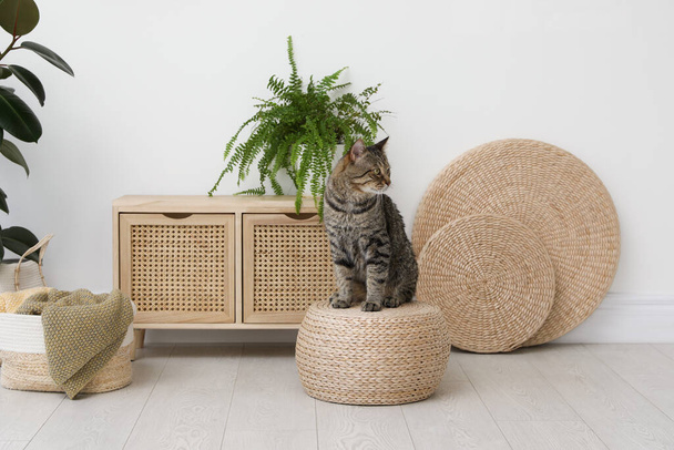 Cute tabby cat on wicker pouf indoors - Foto, Bild
