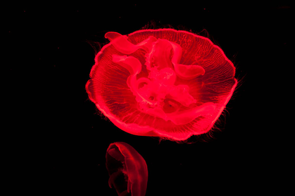 underwater life. aquarium sea jelly swirl. swirling in water. aqua nature background. neon and fluorescent medusa. red jellyfish isolated on black background. - Photo, Image