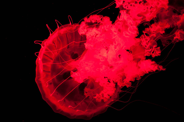 červená medúza izolované na černém pozadí, moře. - Fotografie, Obrázek