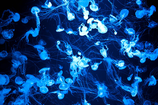Fondo de medusas. vida bajo el agua. remolino de gelatina de mar de acuario. arremolinándose en agua. fondo de la naturaleza aqua. medusa de neón y fluorescente. - Foto, imagen