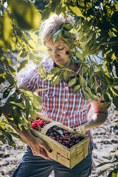 Woman picking cherries in orchard. Gardener working in garden. Farmer holding basket with ripe fruits - Fotoğraf, Görsel