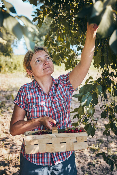 Woman picking cherries in orchard. Gardener working in garden. Farmer holding basket with ripe fruits - Фото, зображення
