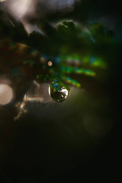 A closeup shot of waterdrops on thuja with artistic bokeh and sun flare - Foto, afbeelding