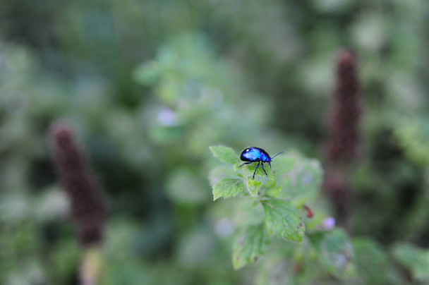 A soft focus of an alder leaf beetle on a pant leaf at  a garden - Foto, immagini