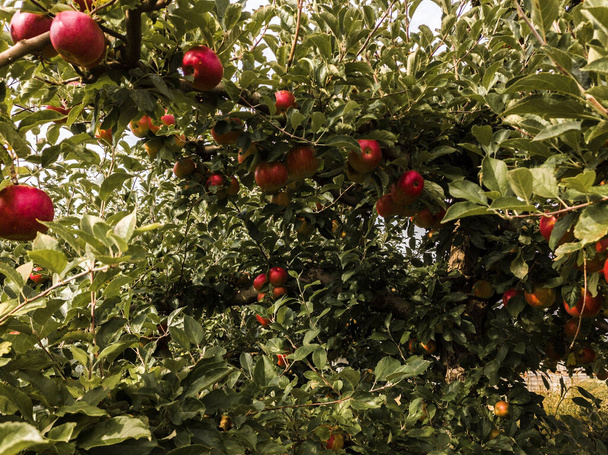 Red ripe apples on a tree - Fotoğraf, Görsel