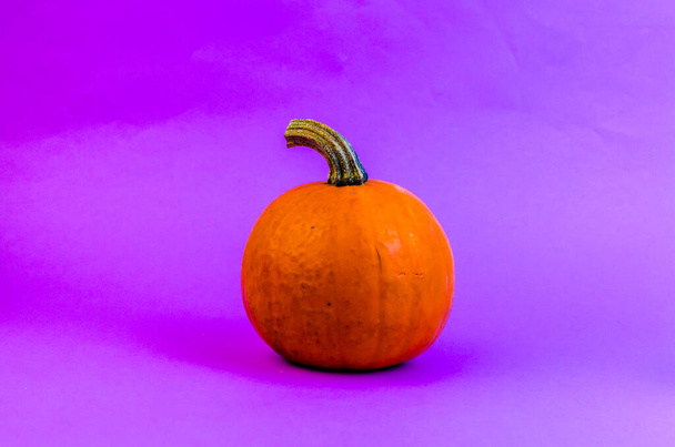 round orange pumpkin with a branch on a purple background. High quality photo - Photo, Image