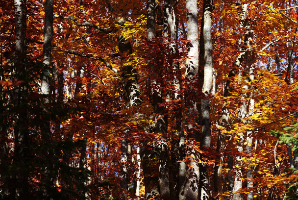 Cores de outono no planalto de Asiago, Veneto, Itália - Foto, Imagem